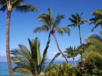 Maui - January 2011 016.jpg