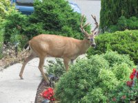 Deer in our yard today 002.jpg