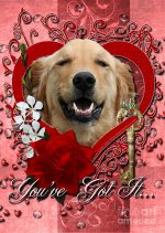 valentines--key-to-my-heart-golden-retriever-renae-frankz.jpg