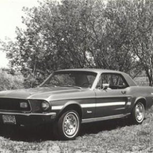 bw Mustang.jpg