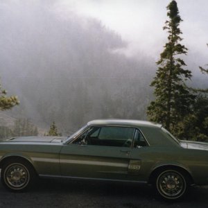 Mustang in fog, Mt. Baldy.jpg