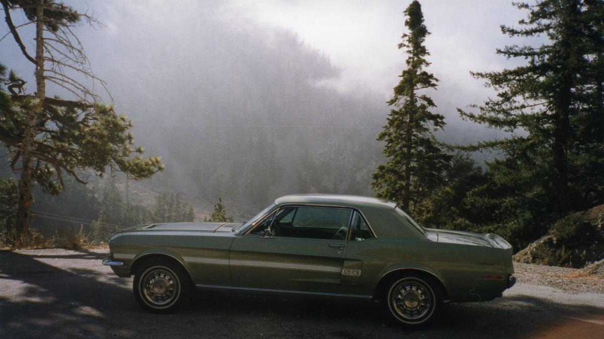 Mustang in fog, Mt. Baldy.jpg