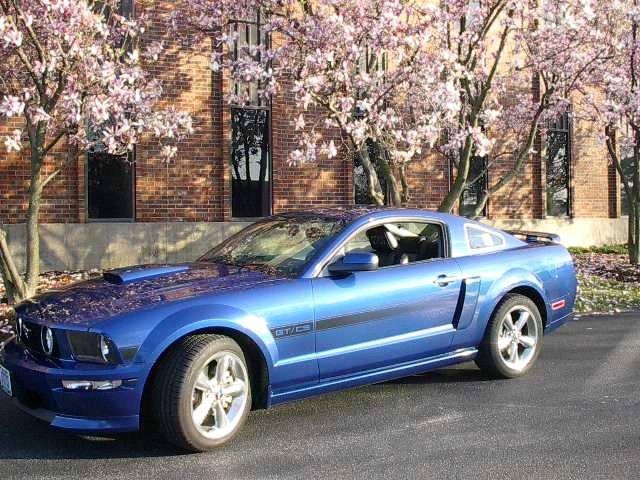 OUR MUSTANGS 012.jpg